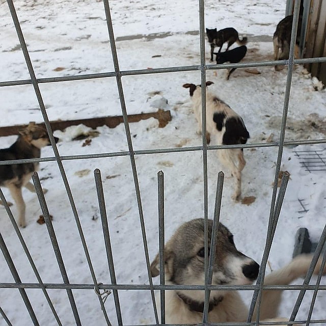 Временное содержание животных. Временное содержание животных. Временное содержание животных. Временное содержание животных. Отлов и стерилизация бездомных собак.