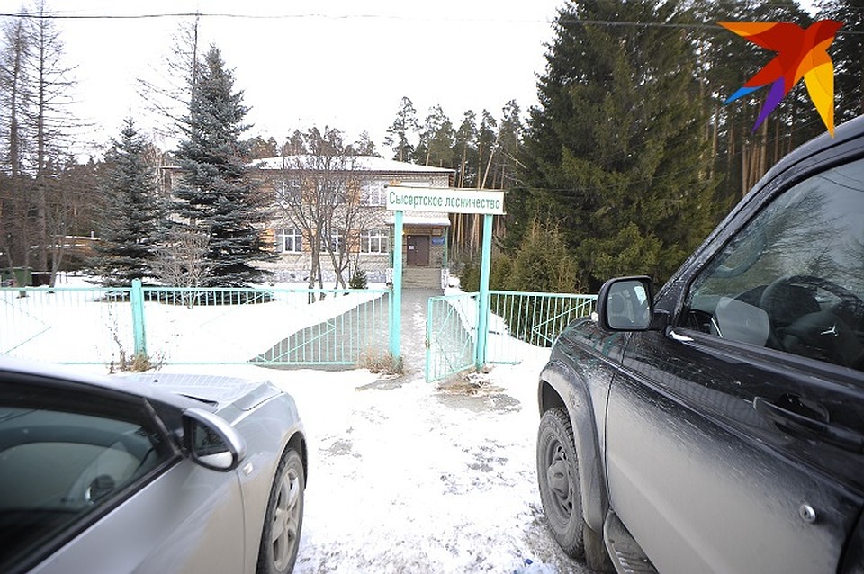 срубить елку в лесничестве екатеринбург. срубить елку в лесничестве екатеринбург. срубить елку в лесничестве екатеринбург. срубить елку в лесничестве екатеринбург. ёлка срубленная фото.